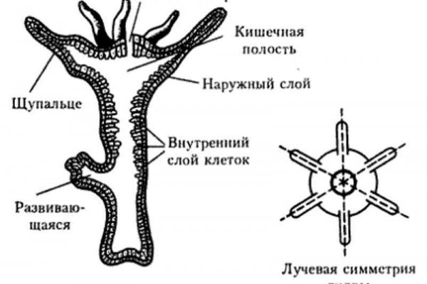 Кракен наркомагазин